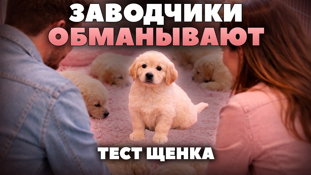 Как выбрать щенка: 5 ошибок при покупке собаки
