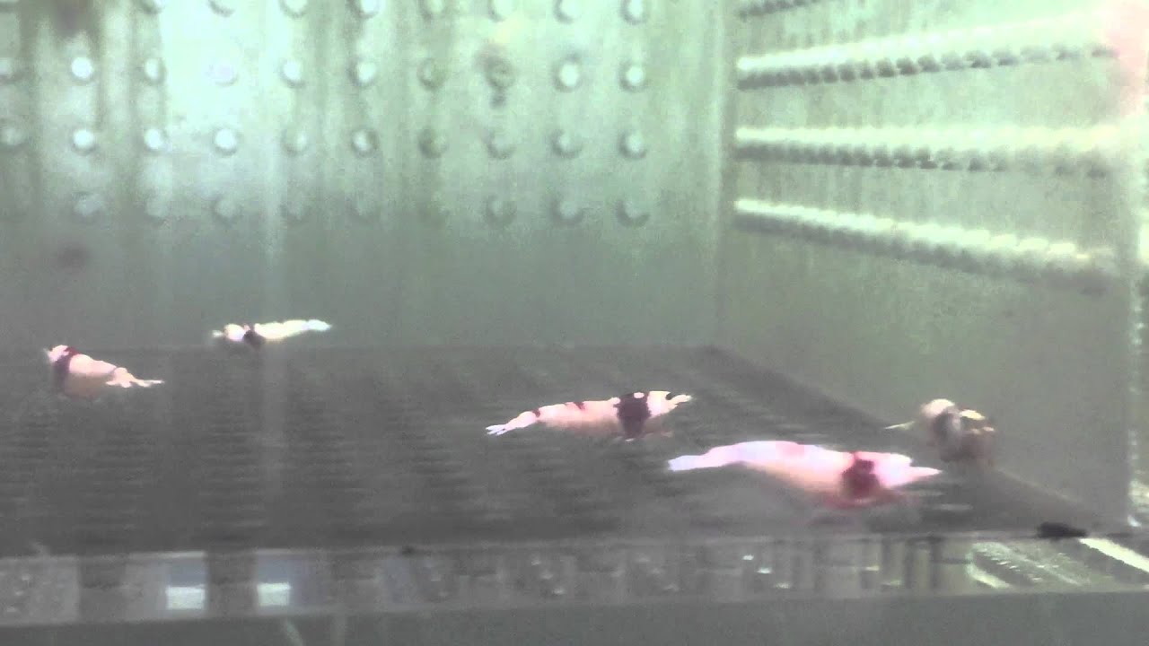 SS紅白純系丸禁水晶蝦