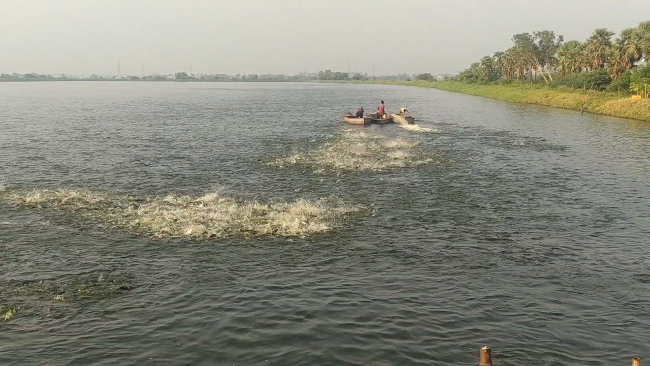 Pangasius Feeding ( Grow with Growel)