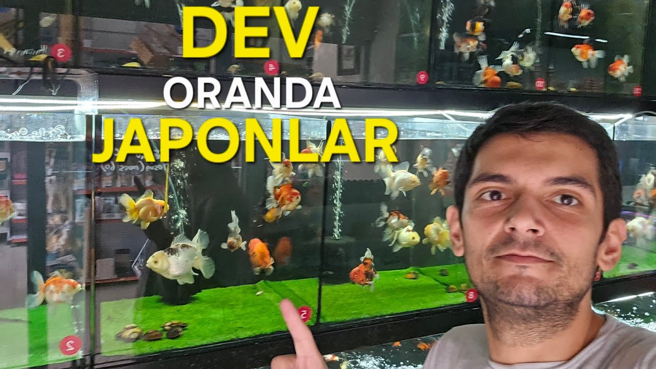 TÜRKİYENİN EN KALİTELİ ORANDA JAPONLARI GELDİ ! #japonbalığı #balık  #akvaryum #akvaryumbalığı