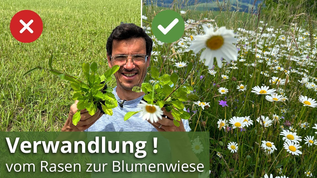 MEINE TOP TIPPS  ➡️ So verwandelst du den Rasen in eine Blumenwiese, Initialbepflanzung