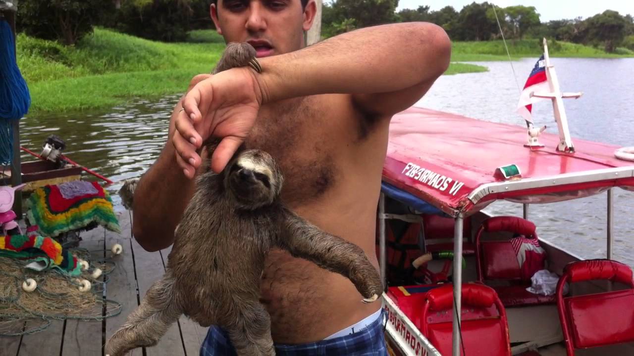 Peguei um Bicho preguiça