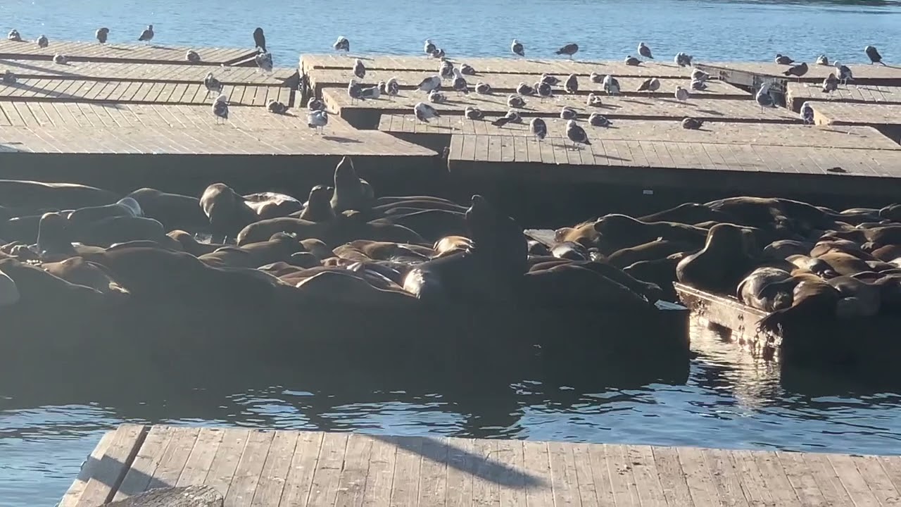 Marine Science Semester Project: The Study of Piers