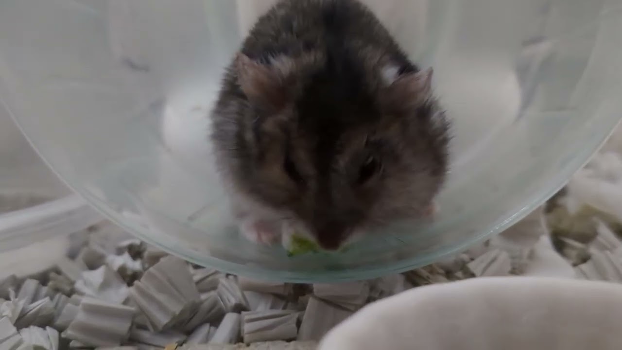 ブロッコリーもらいまちた！ #ハムスター #hamster 