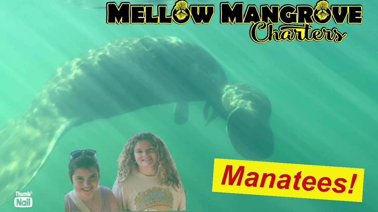 Swimming with Manatees on New Years Day!  Captain Sean made our dreams come true!