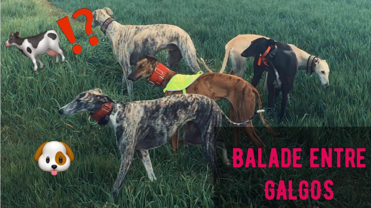 C&eacute;r&egrave;s et les copains de L&eacute;vriers Sans Fronti&egrave;res / Balade entre Galgos /Galgo Rescue