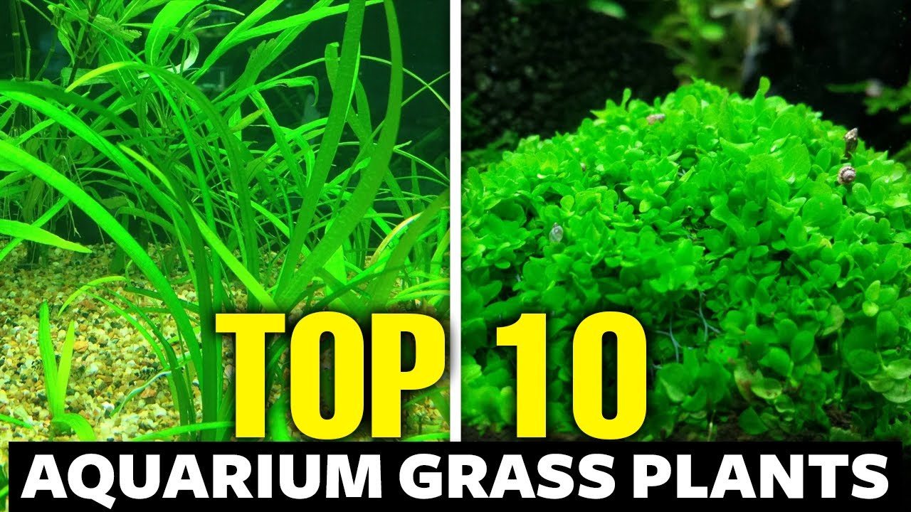 Top 10 Aquarium Grasses (Plants for the Perfect Carpet)