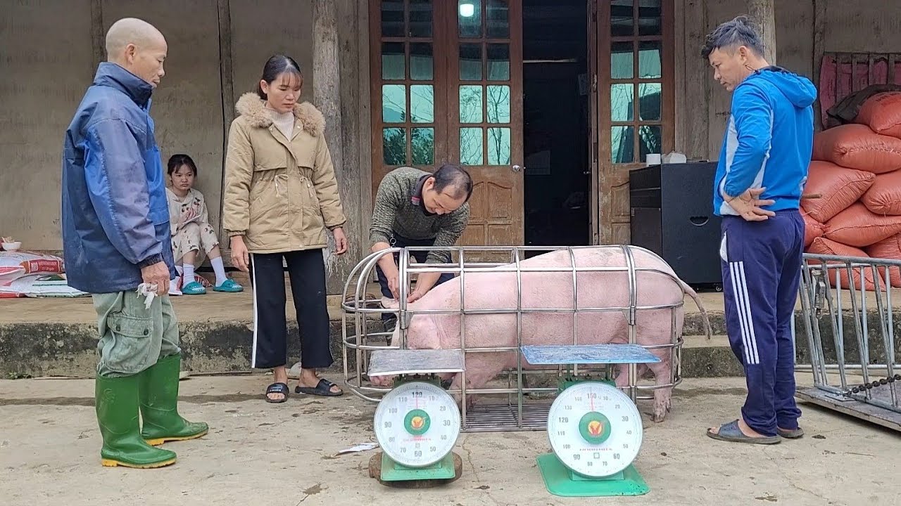Catching pigs to sell to traders.  Big fat pigs must use 2 scales to weigh pigs.  (Episode 119).