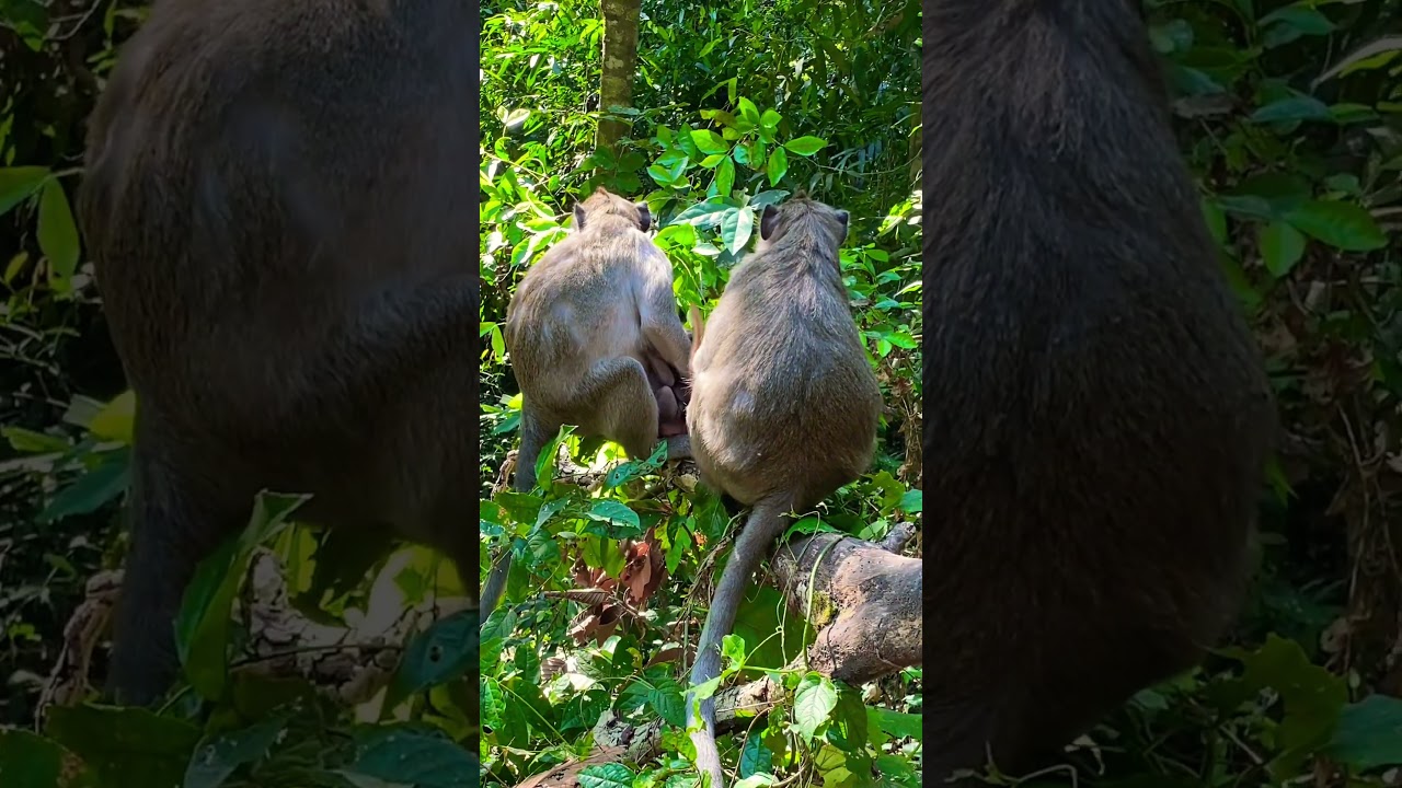Lovely baby monkey With mom monkey so cute 