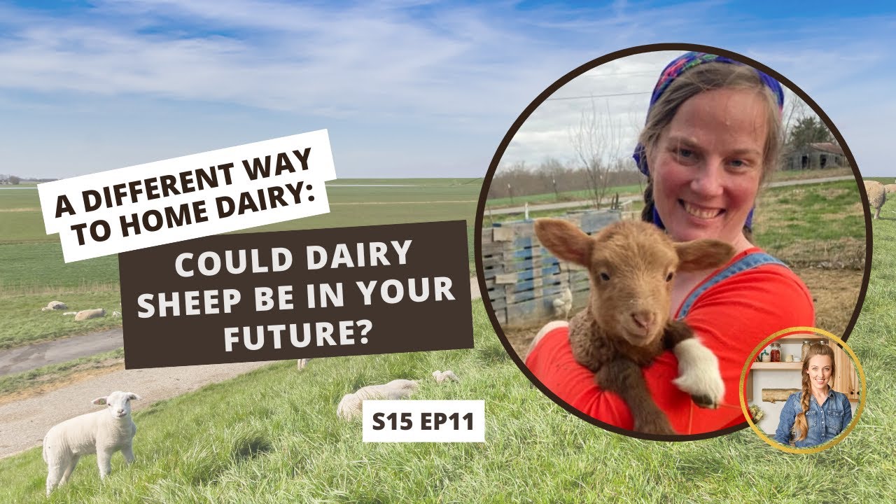 S15: E11: A Different Way to Home Dairy: Could SHEEP Be in Your Future?