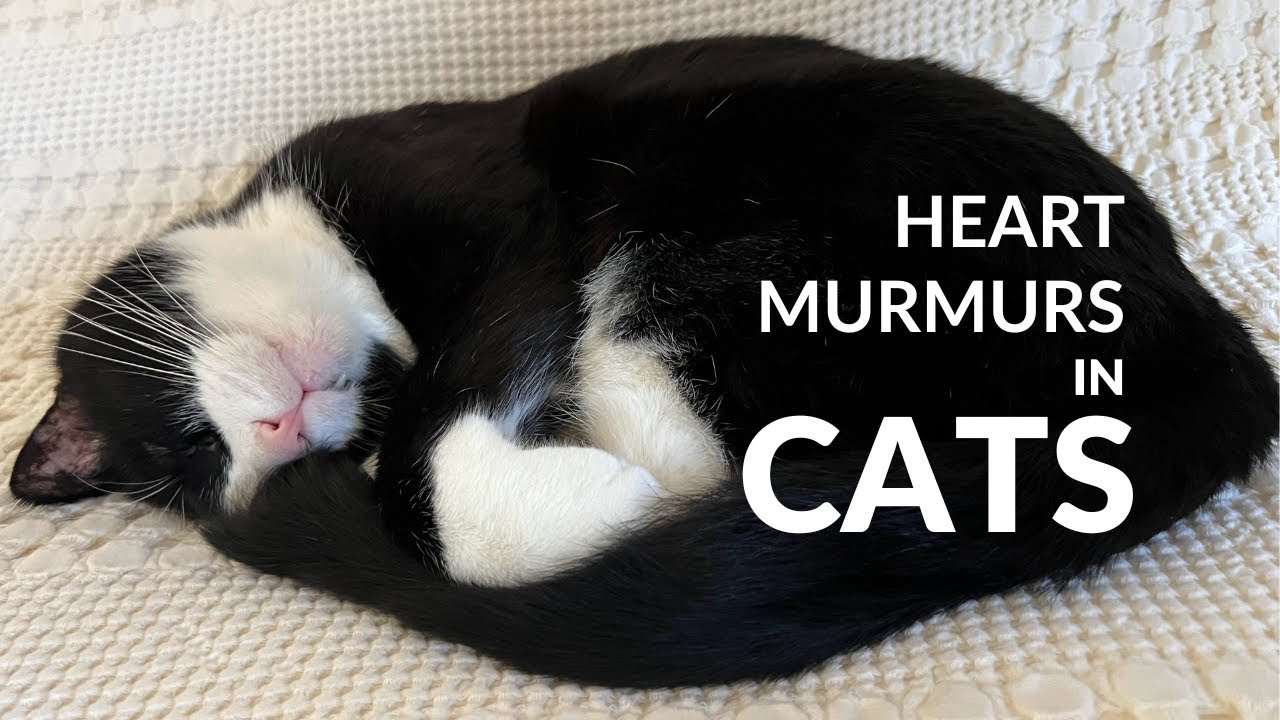 Heart Murmurs in Cats