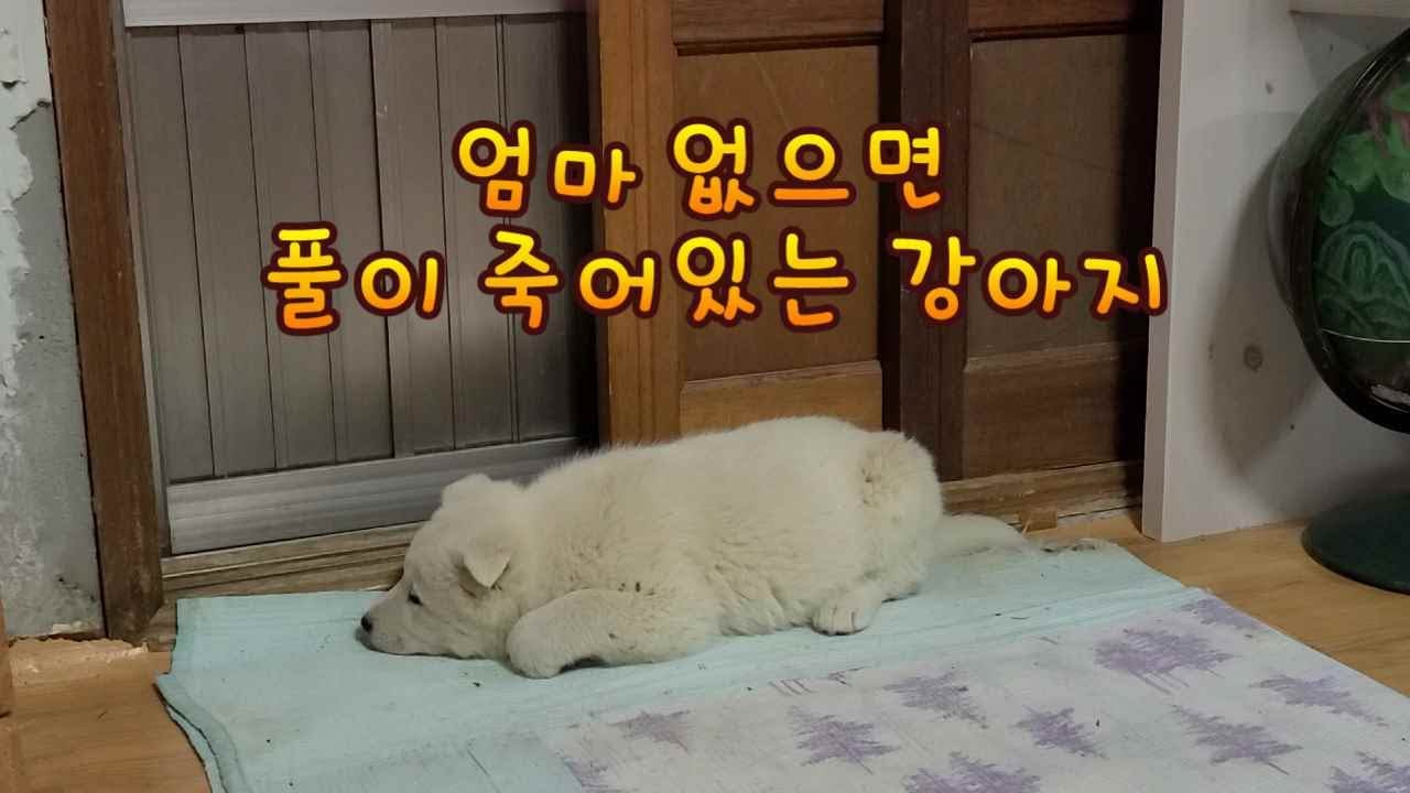 엄마 없으면 풀이 죽어있는 강아지