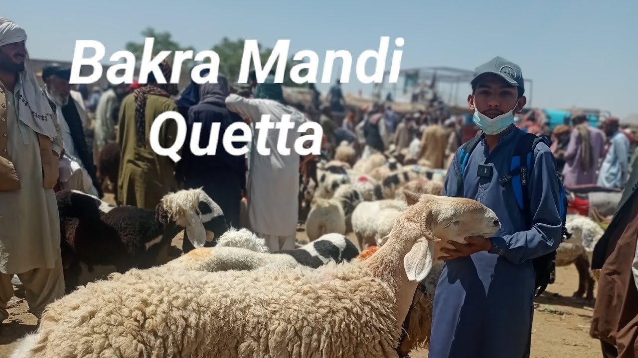Bakra mandi Quetta 2024