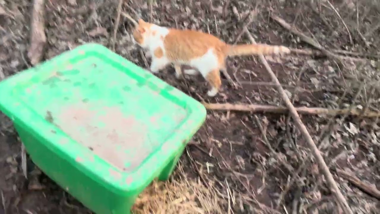 Day #301 feeding the homeless cats! 🐈 