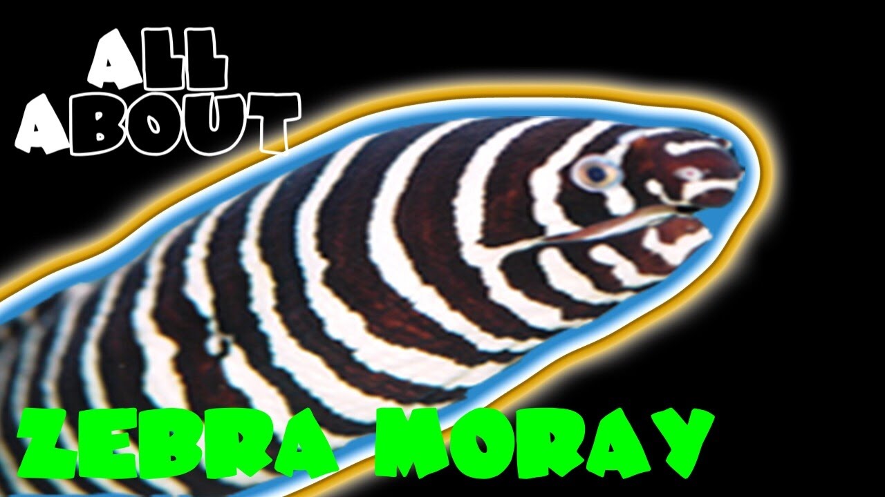 All About The Zebra Moray Eel | FEEDING SHRIMP