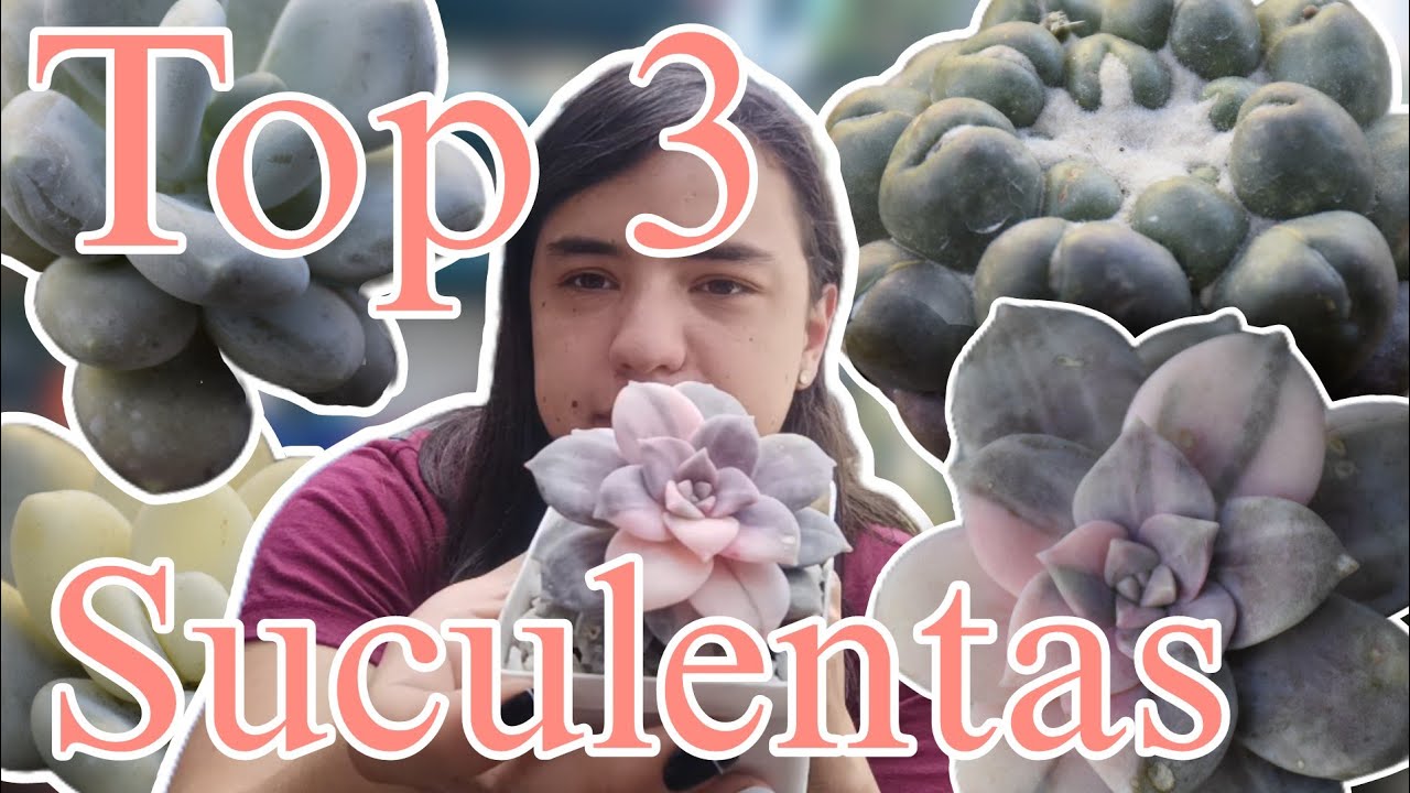 Top 3 Suculentas (🥰Robada, Regalada y la más costosa😱)/ @pachyamor