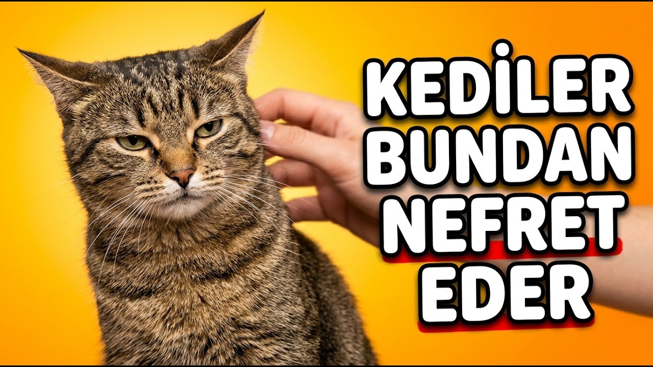 Kediler Nasıl Sevilmek İster? - Çoğu İnsan Kedileri Yanlış Seviyor! - Kedi Davranışları