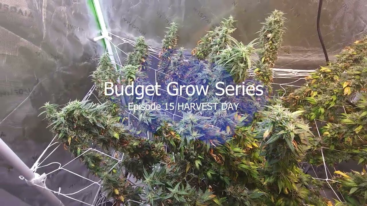 Episode 15 Harvest GMO Cookies LED