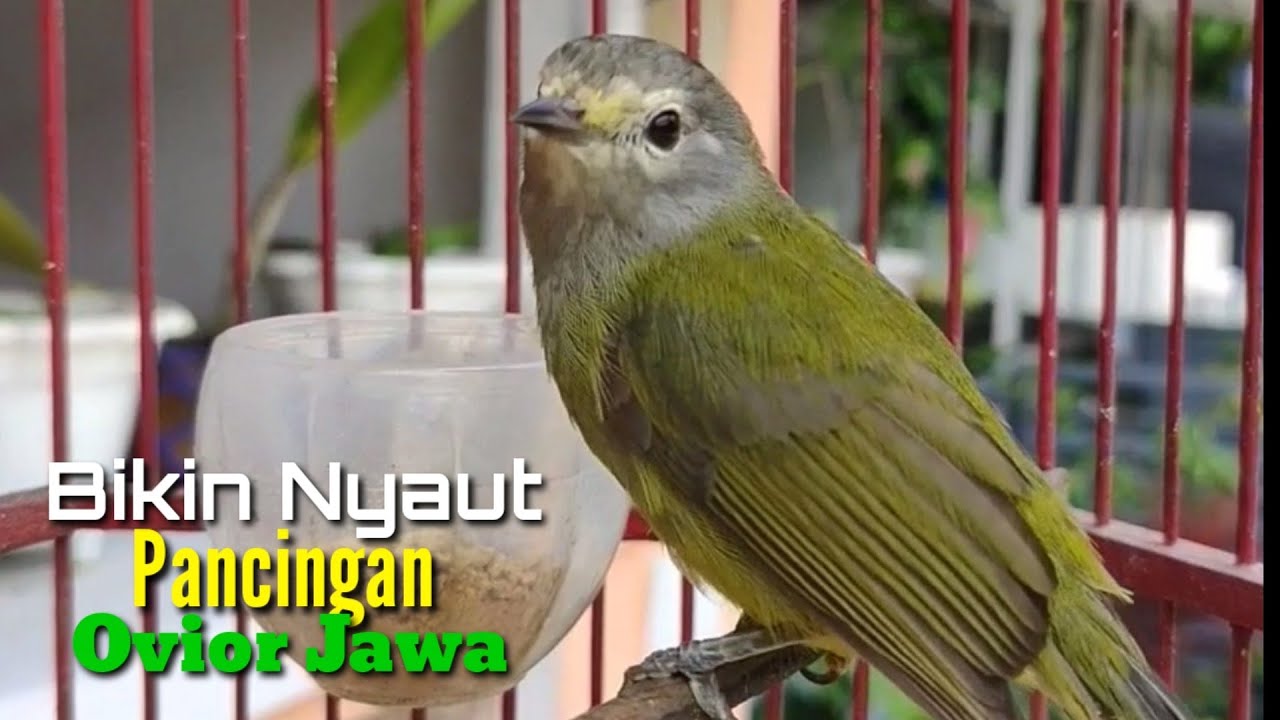 Suara Keras Opior JAWA GACOR bikin Nyaut Cocok buat Pancingan dan Masteran