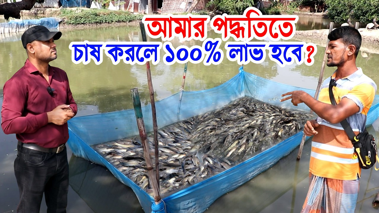 মিসরো পোনা চাষ আমার এই পদ্ধতিতে করলে ১০০% আপনি লাভ করবেন | ভালো জাতের মাছের পোনা কোথায় পাবেন