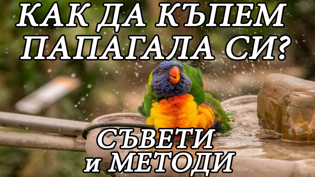 Къпане на папагал - Методи и съвети #parrot #animals #parrothealth