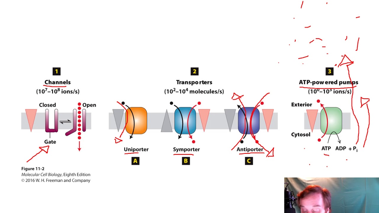 Transmembrane Transport of Ions and Small Molecules (Chapter 11)