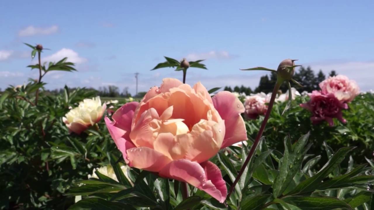 Beautiful Mother' s day at the Adelman Peony Gardens
