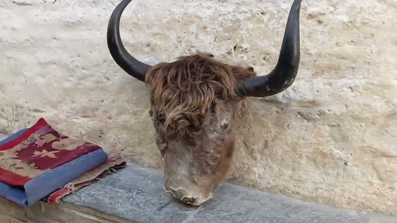 Jerry galli #marfa #mustang #highlights #travel 
