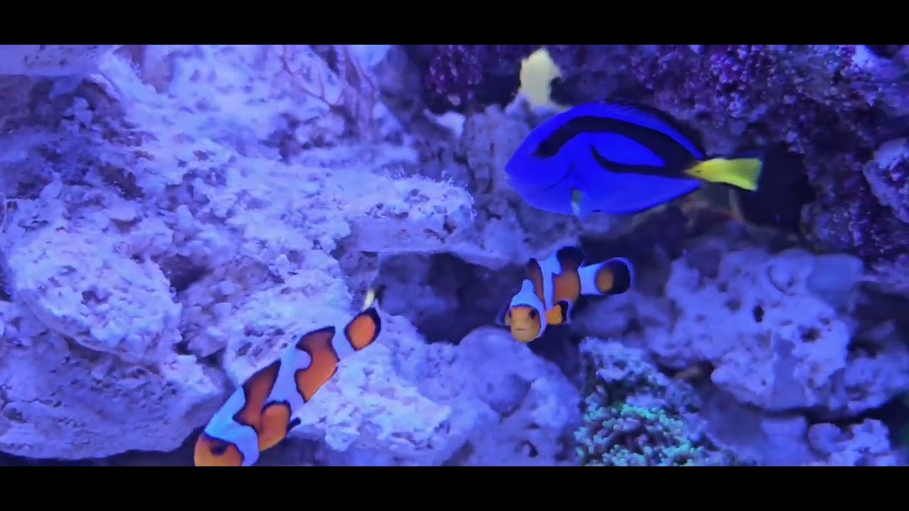 reef good morning