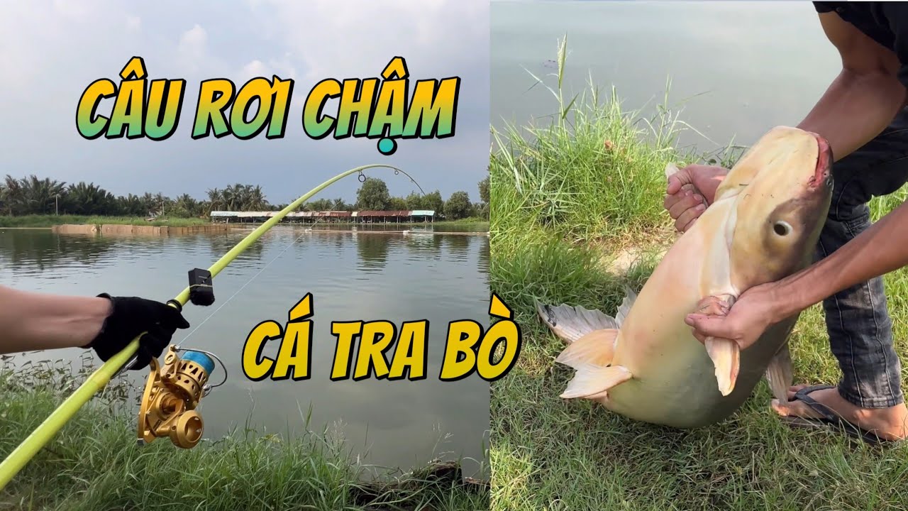 Câu rơi chậm cá tra bò siêu khỏe #chungnguyenfishing