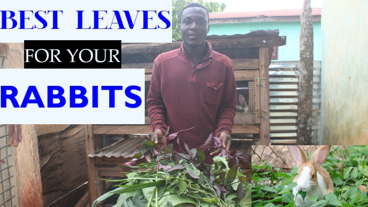 Best leaves for Rabbit