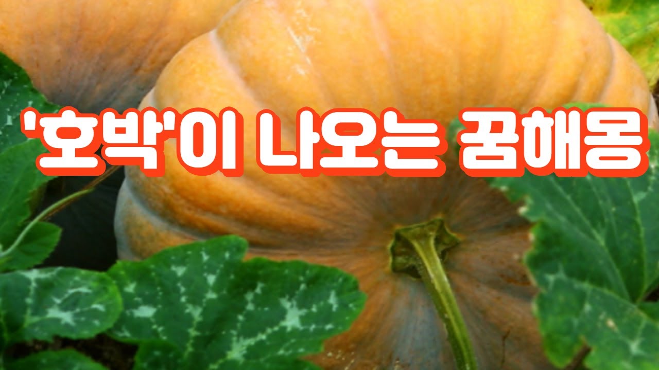 '호박'이 나오는 꿈해몽 #채소꿈 #호박꿈 #꿈해몽
