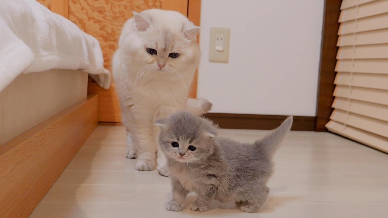 Котёнок, гонявшийся за своим папой-котом, чтобы поиграть с ним, был таким милым...