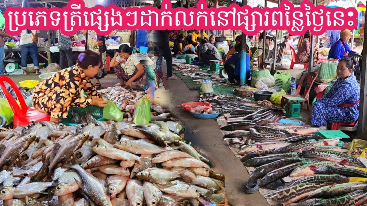 ចង់ដឹងទេបងប្អូនតើនៅផ្សារពន្លៃថ្ងៃនេះ សម្បូរត្រីអ្វីខ្លះ ?🐟 || Freshwater Fish Market KH [Ep. 944]