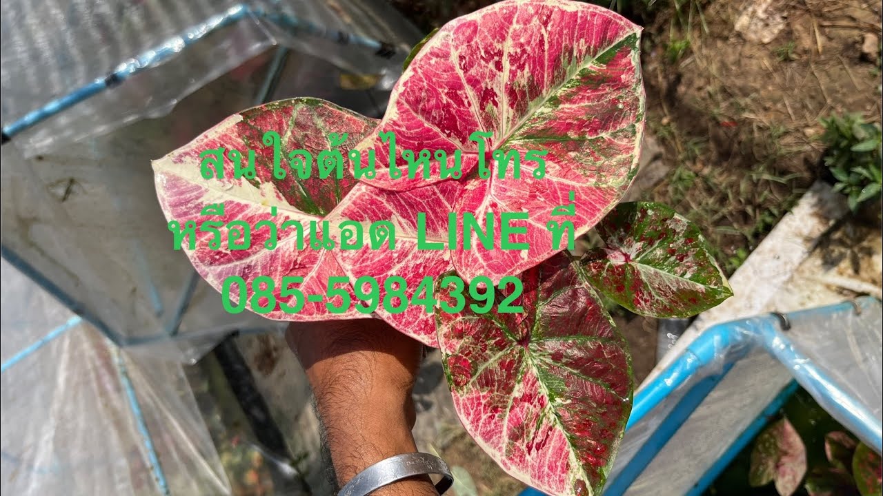27-2-26บอนสีราคาเบาๆครับ สนใจโทรหรือแอด LINE ที่ 085-5984392