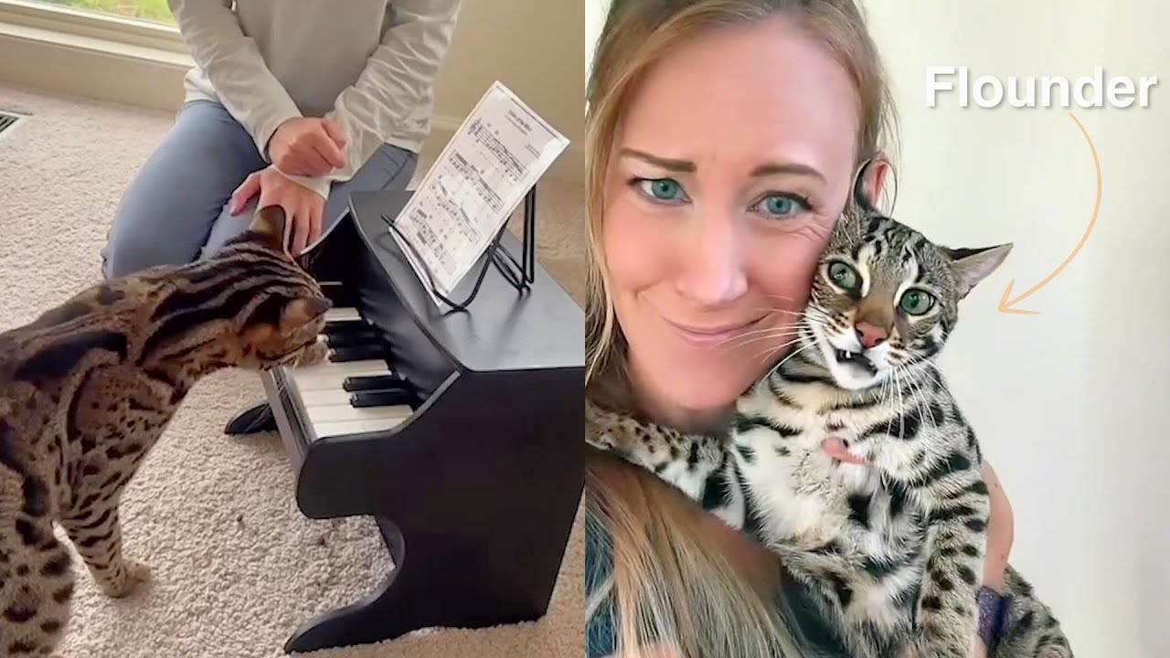 Meet The Cat Who Can Do Anything, Including Talking & Playing Piano! 😱