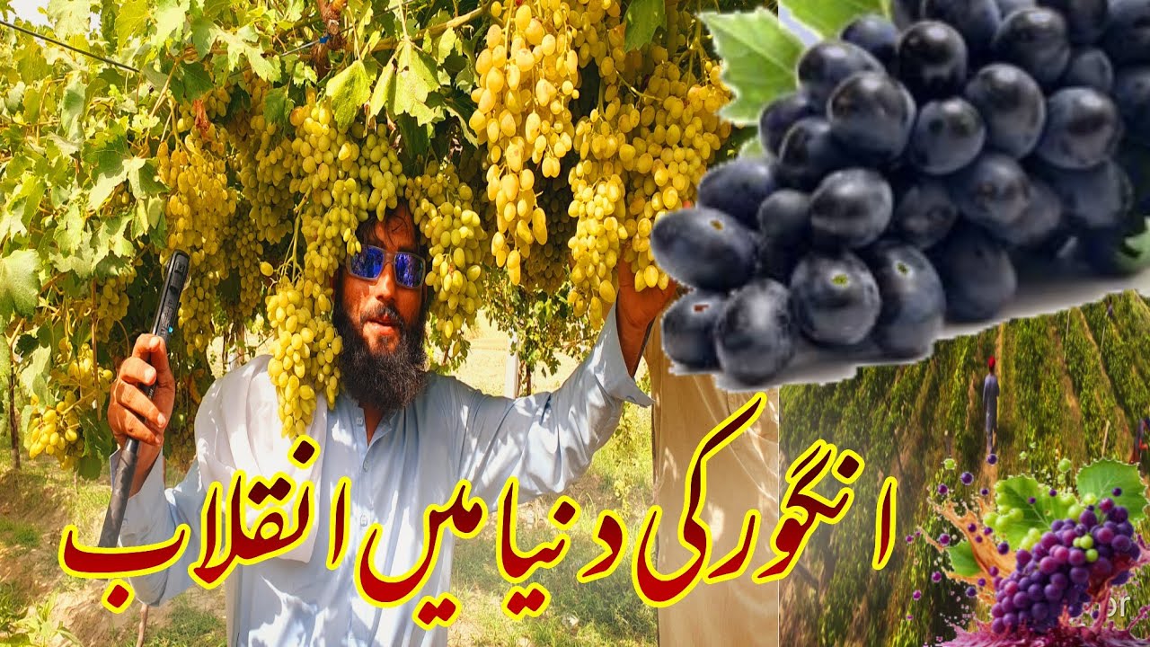100 Plus varieties |Gul Grapes Farm Visit with Experts | Successful Story Of Grapes Farming |