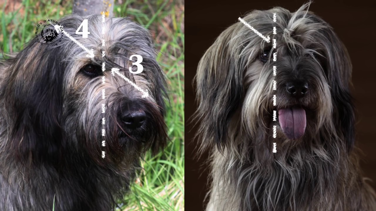 CATALAN SHEEPDOG VISUAL STANDARD   english