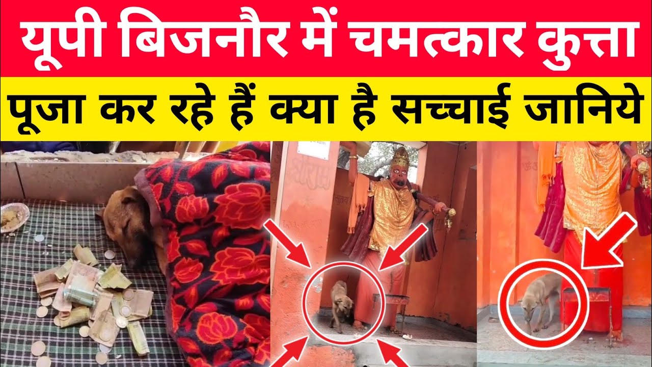 Bijnor Dog Viral News, क्या सच में कुत्ता चमत्कार है जानिए असली सचाई 
