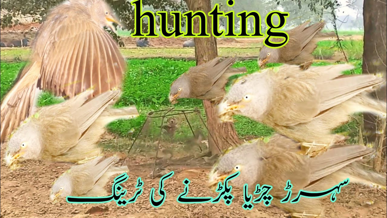 jungli birds babber ki hunting zahid parrot