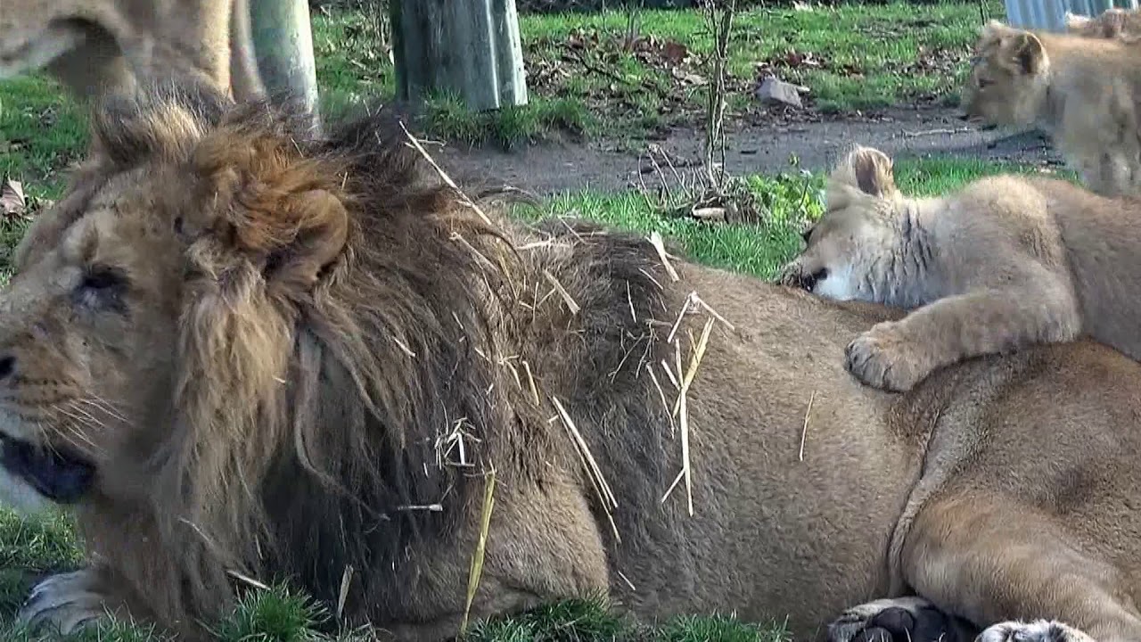Compilatie van 10 leeuwenwelpen filmpjes !