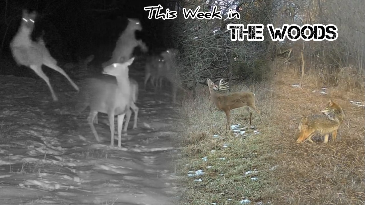 Warmer Temps, Odd Encounters & Winter Movement 🦌🦝 | This Week in the Woods