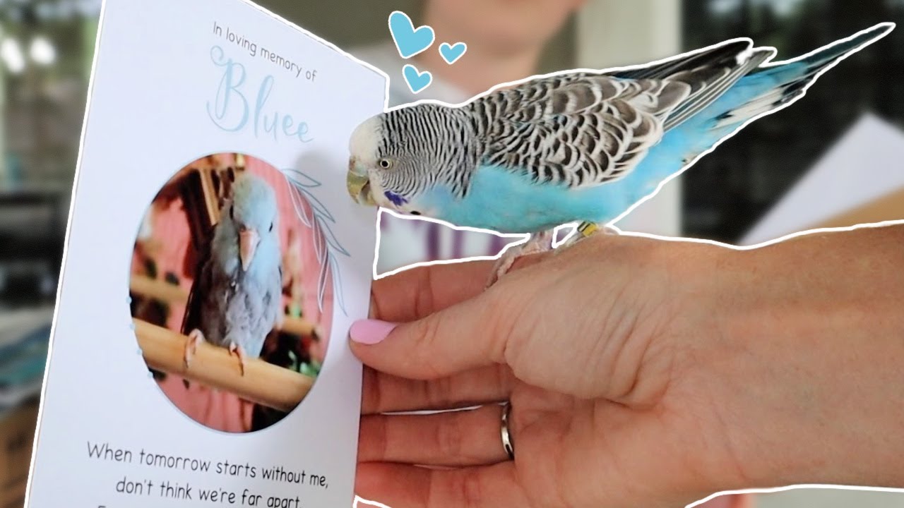 My Budgie Blueberry REACTS to Seeing BLUEE again! 🥹