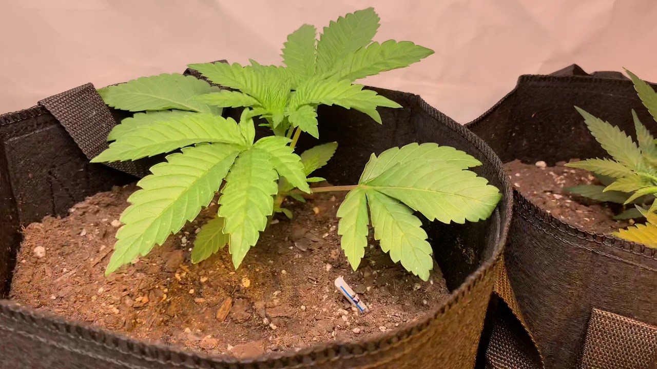 @Brad_pyff_dagrower. 11/2/20 Tent update Ethos Mandarin Cookie V2