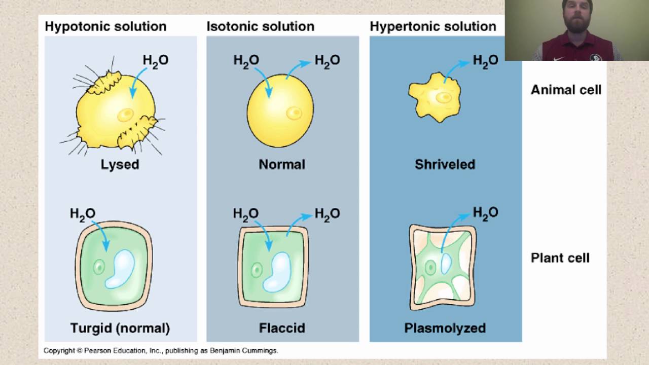 Types of Solutions