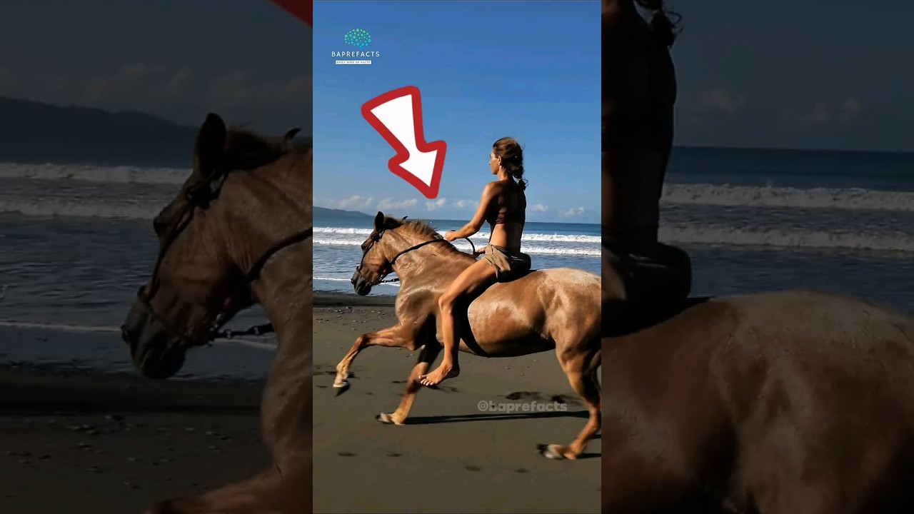 घोडे  खडे  खडे ही कैसे सो जाते है |horse facts in hindi | animal facts |baprefacts #shorts