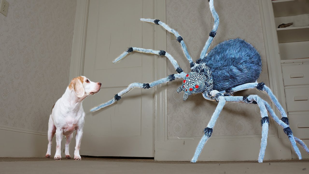 Dogs vs Giant Spider Prank: Funny Dogs Maymo, Penny, & Potpie