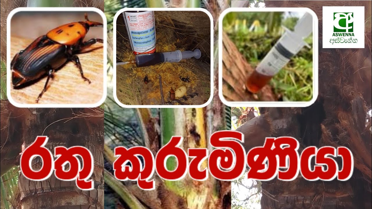 රතු කුරුම්නි හානිය වලක්වා ගනිමු.🐞🚫🌴🥥#පොල් #coconut
