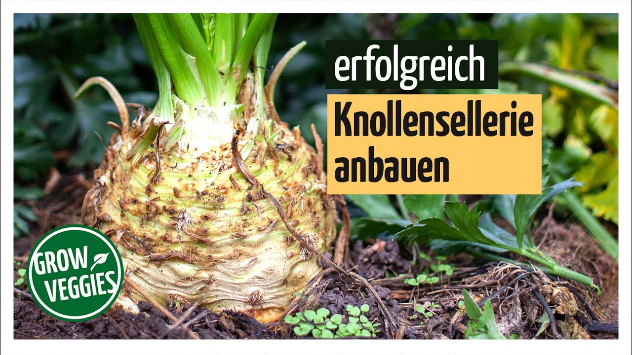 Sellerie erfolgreich anbauen | Knollensellerie | Gemüseanbau im Garten