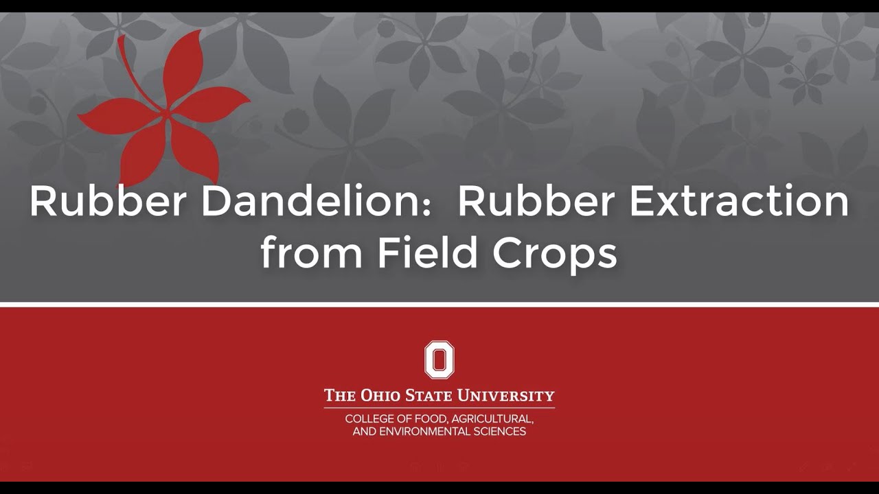Rubber Dandelion: Rubber Extraction from Field Crops